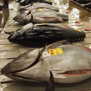 魚の知恵袋 鮪 まぐろ の由来 築地魚群ブログ