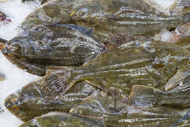 カレイにヒラメよく似たおいしい魚たち 魚河岸ウォーカー