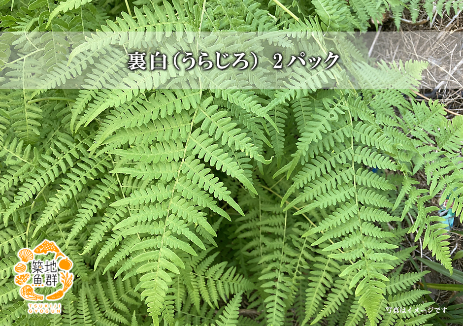 青掻敷]裏白(うらじろ)1パック(約10枚)【冷蔵便】の通販・お取り寄せ「築地魚群」