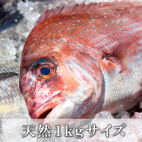 天然　鯛(たい)1尾(1Kg前後サイズ)【国産】【冷蔵便】