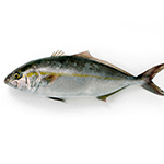 養殖 シマアジ1尾 1 1 3kg前後サイズ 国産 冷蔵便 の通販 お取り寄せ 築地魚群