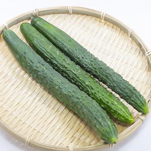 [夏野菜] 四葉きゅうり 2パック(約400g×2)【冷蔵便】