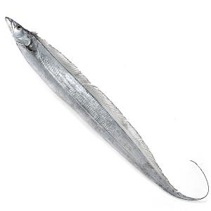太刀魚(たちうお)1尾(1-1.5kg)【冷蔵便】