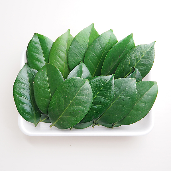 青掻敷 椿の葉2パック 約枚 2 冷蔵便 の通販 お取り寄せ 築地魚群