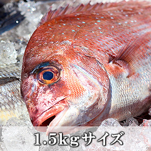 活け〆養殖真鯛1尾(1.5Kgサイズ)【冷蔵便】