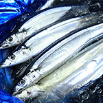 生さんま3尾(180gサイズ)【冷蔵便】