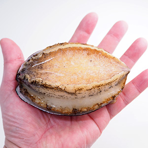 生食用あわび1個【冷凍便】