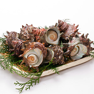 活さざえ1kg【冷蔵便】