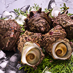 活さざえ(特大サイズ)1kg【冷蔵便】