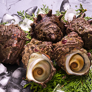 活さざえ(特大サイズ)1kg【冷蔵便】