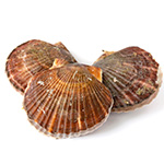 殻付き活ホタテ3枚【冷蔵便】