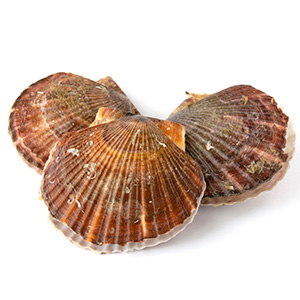 殻付き活ホタテ3枚【冷蔵便】