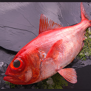 地金目鯛1尾(1-1.3Kgサイズ)【冷蔵便】