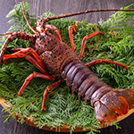 活 伊勢海老(イセエビ)1尾800g【常温もしくは冷蔵便】