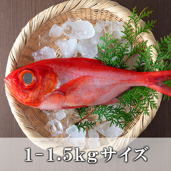 金目鯛1尾(1-1.5Kgサイズ)【国産】【冷蔵便】