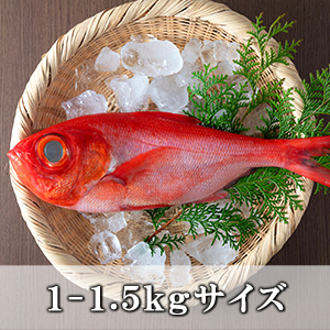 金目鯛1尾(1-1.5Kgサイズ)【国産】【冷蔵便】