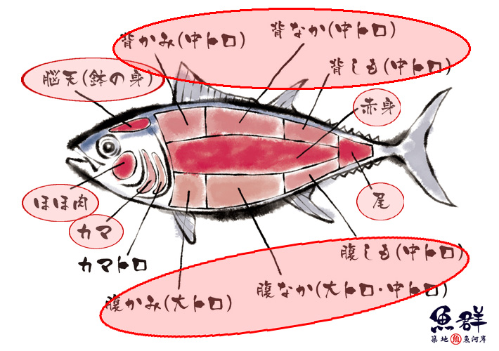 マグロ一尾 全身の部位セット 冷凍便 の通販 お取り寄せ 築地魚群