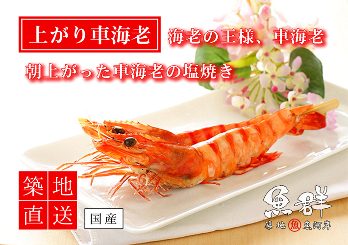 上がり車海老 500g 国産 冷蔵便 の通販 お取り寄せ 築地魚群